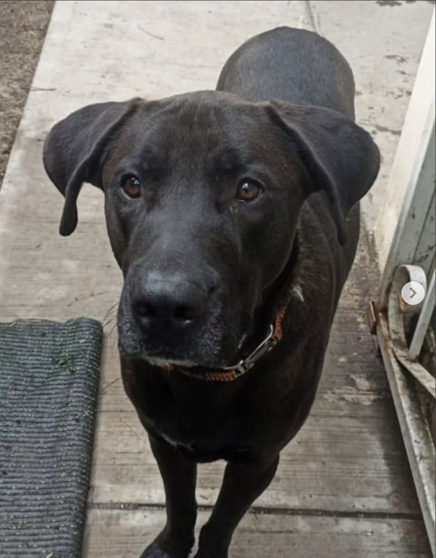 Negrito