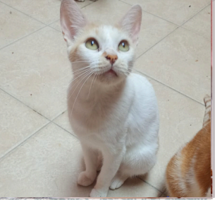 Panchita