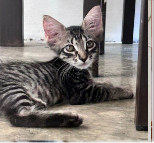 Peque